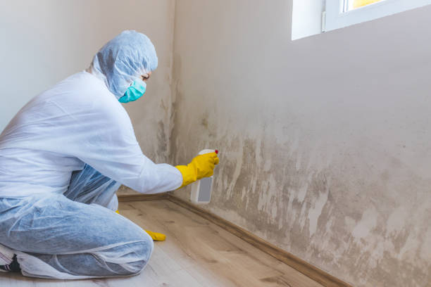 Licensed Mold Remediation service in Eagle, MI - WQB Mold Removal